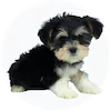 Yorkietzu Puppies For Sale