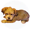 YorkieCoton Puppies For Sale