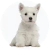 Westie Puppies For Sale