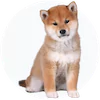 Shiba Inu Puppies For Sale