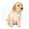 Mini Goldendoodle Puppies For Sale