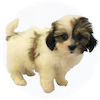 Papipoo Puppies For Sale
