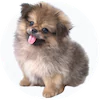 Pekapoo Puppies For Sale