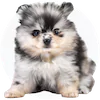 Pomimo Puppies For Sale