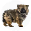 Keeshond Puppies For Sale