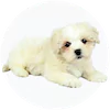 Lhasachon Puppies For Sale