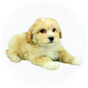 Lhasapoo Puppies For Sale