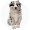Aussiepoo Puppies For Sale