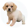 Beaglenese Puppies For Sale