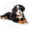 Bernese Mountain Dog Puppies For Sale