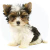 Biewer Terrier Puppies For Sale