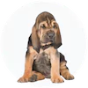 Bloodhound Puppies For Sale