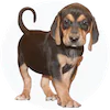American Leopard Hound Puppies For Sale