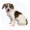Cheagle Puppies For Sale