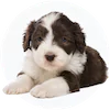 Bearded Collie Puppies For Sale