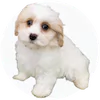 CavaTzu Puppies For Sale
