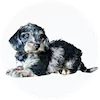 Doxiepoo Puppies For Sale