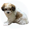 Maltipap Puppies For Sale