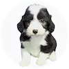Miniature Sheepadoodle Puppies For Sale