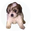 Morkiepoo Puppies For Sale
