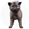 Norwegian Elkhound Puppies For Sale