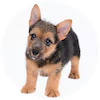 Norwich Terrier Puppies For Sale