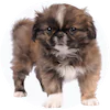 Pekatzu Puppies For Sale