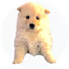Pomeranian Samoyed Puppies For Sale