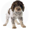 Portuguese Water Dog Puppies For Sale