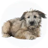 Pyrenean Shepherd Puppies For Sale