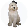 Sheepadoodle Puppies For Sale
