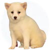 Shibapom Puppies For Sale