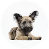 Skye Terrier Puppies For Sale
