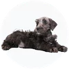 Standard Schnoodle Puppies For Sale