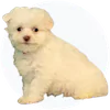 Teddy Bearpoo Puppies For Sale