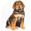 Tibetin Mastiff Puppies For Sale