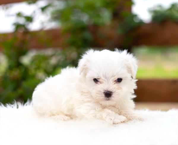 Maltese Puppy For Sale
