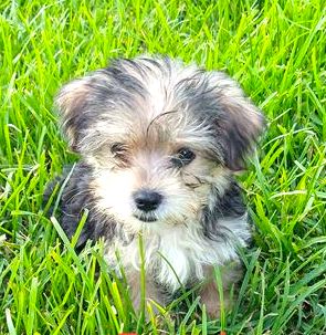 Morkie Puppy For Sale
