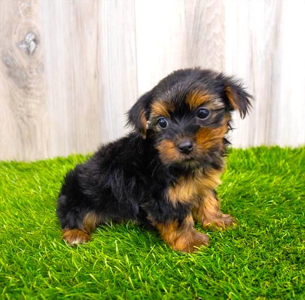 Yorkshire Terrier Puppy For Sale