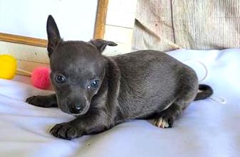Chihuahua Puppy For Sale