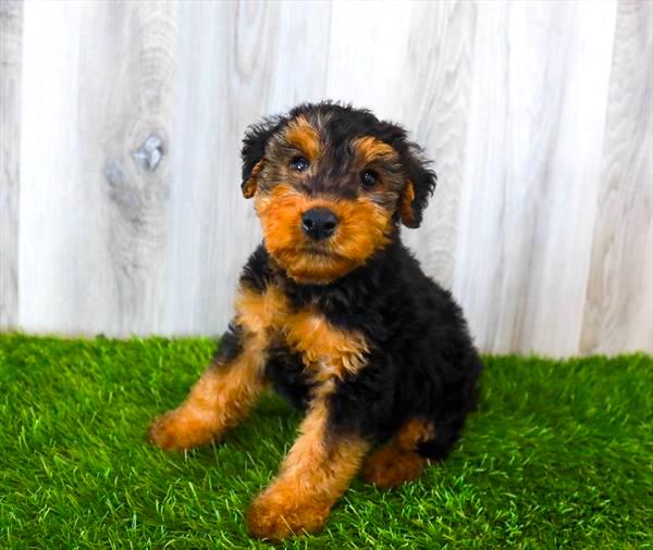Welsh Terrier Puppy For Sale