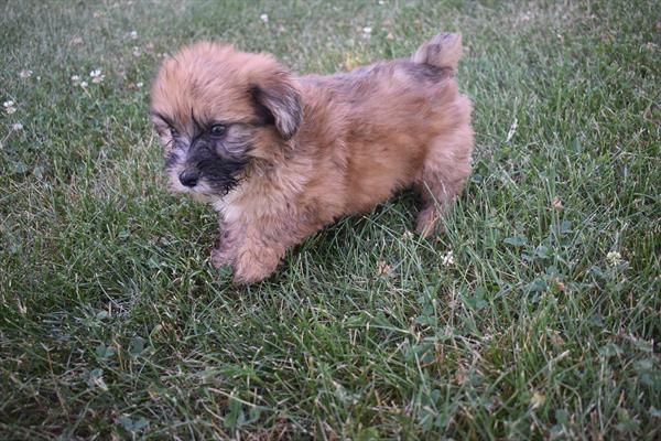 Miniature Whoodle Puppy For Sale