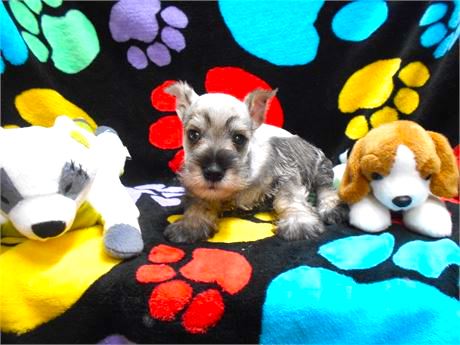 Miniature Schnauzer Puppy For Sale