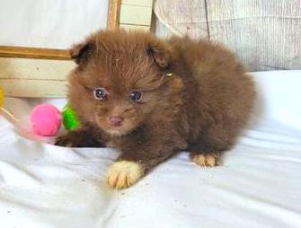 Pomeranian Puppy For Sale