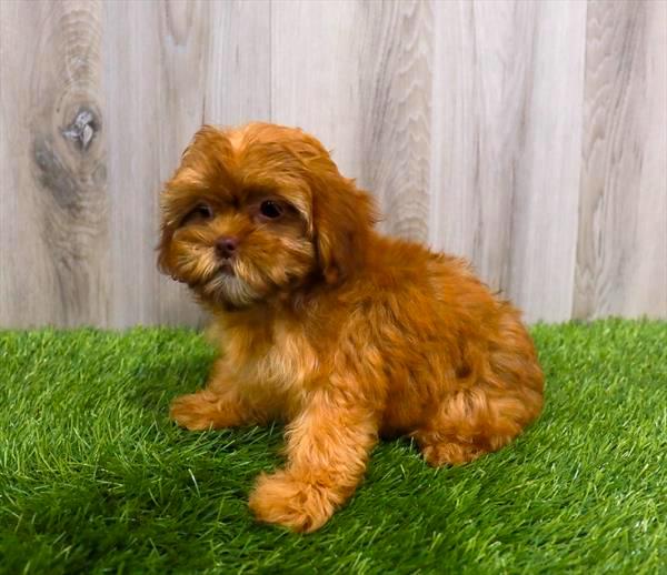 Shiapoo Puppy For Sale