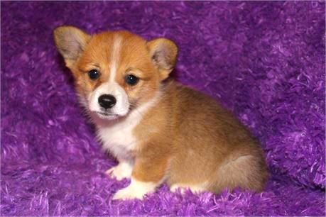 Pembroke Welsh Corgi Puppy For Sale