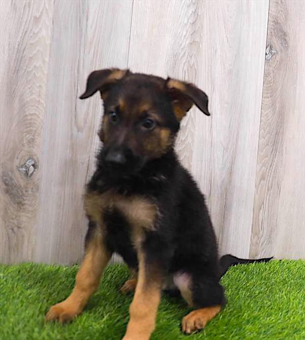 German Shepherd Puppy For Sale