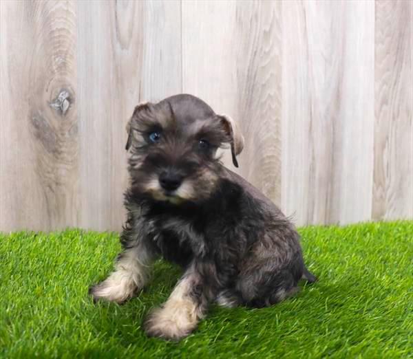 Mini Schnauzer Puppy For Sale