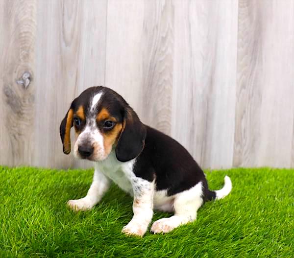 Beagle Puppy For Sale
