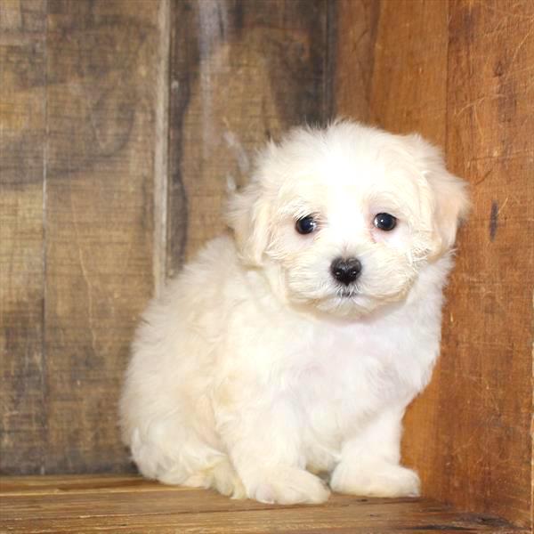 Maltipoo Puppy For Sale